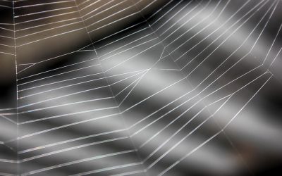 Pourquoi les araignées semblent-elles tant aimer les voitures ?